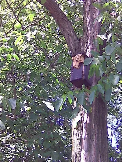 Hnízdo vos v ptačí budce na stromě