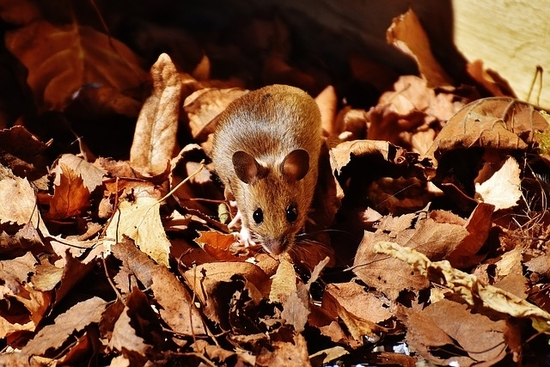Wood mouse - Myšice křovinná (Apodemus sylvaticus)