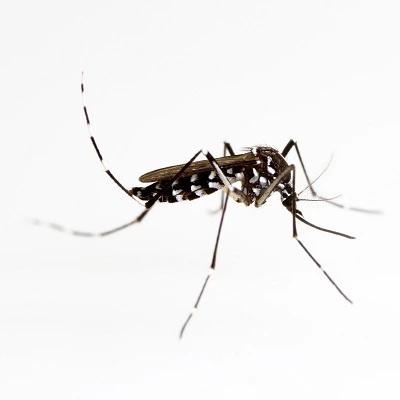 Komáři rodu Aedes