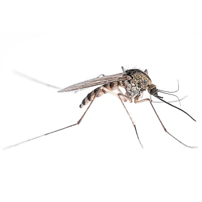 Komáři rodu Culex