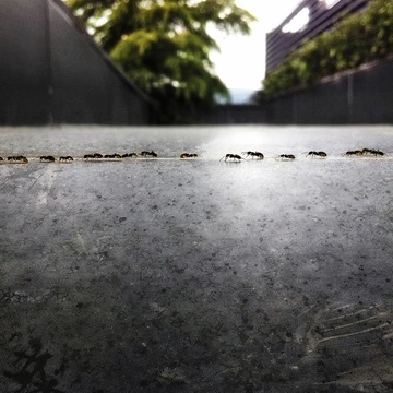 Fotografie mravenců na cestě