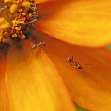 Fotografie mravenců na květu