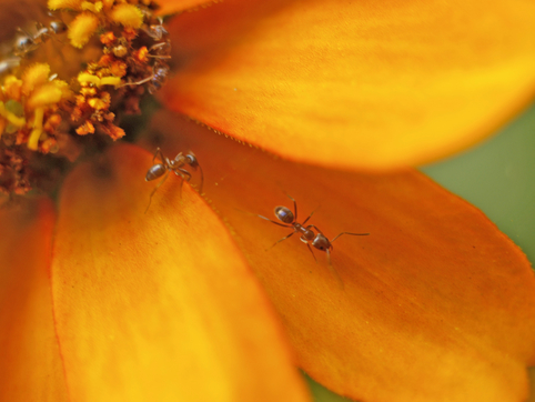 Mravenci na květu