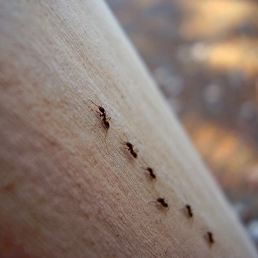 Fotografie mravenců v řadě za sebou