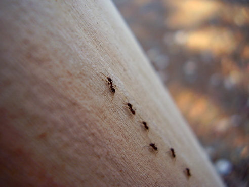 Mravenci v řadě za sebou