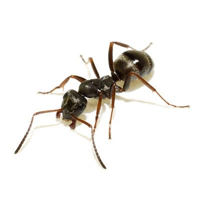 Fotografie mravence obecného