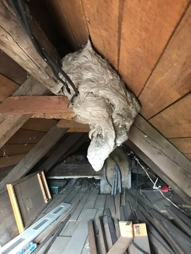Fotografie hnízda vos na půdě pod střechou