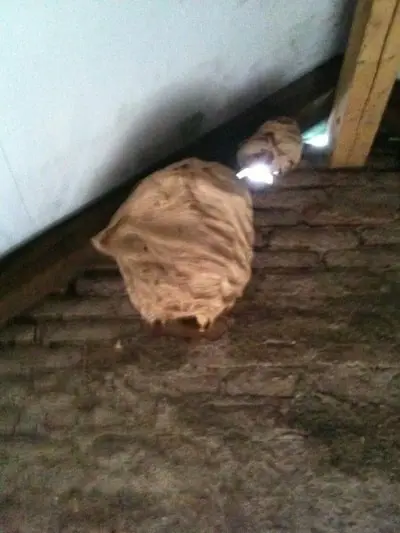 Hnízda vos pod střechou na půdě