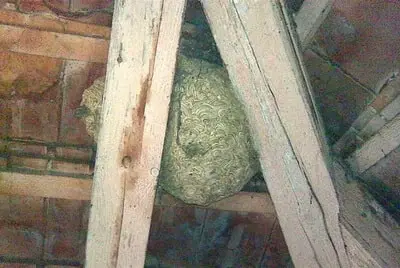 Vosí hnízdo na půdě pod střechou