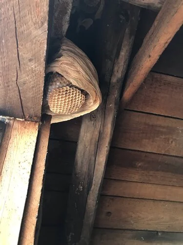 Fotografie vosího hnízda na půdě pod střechou