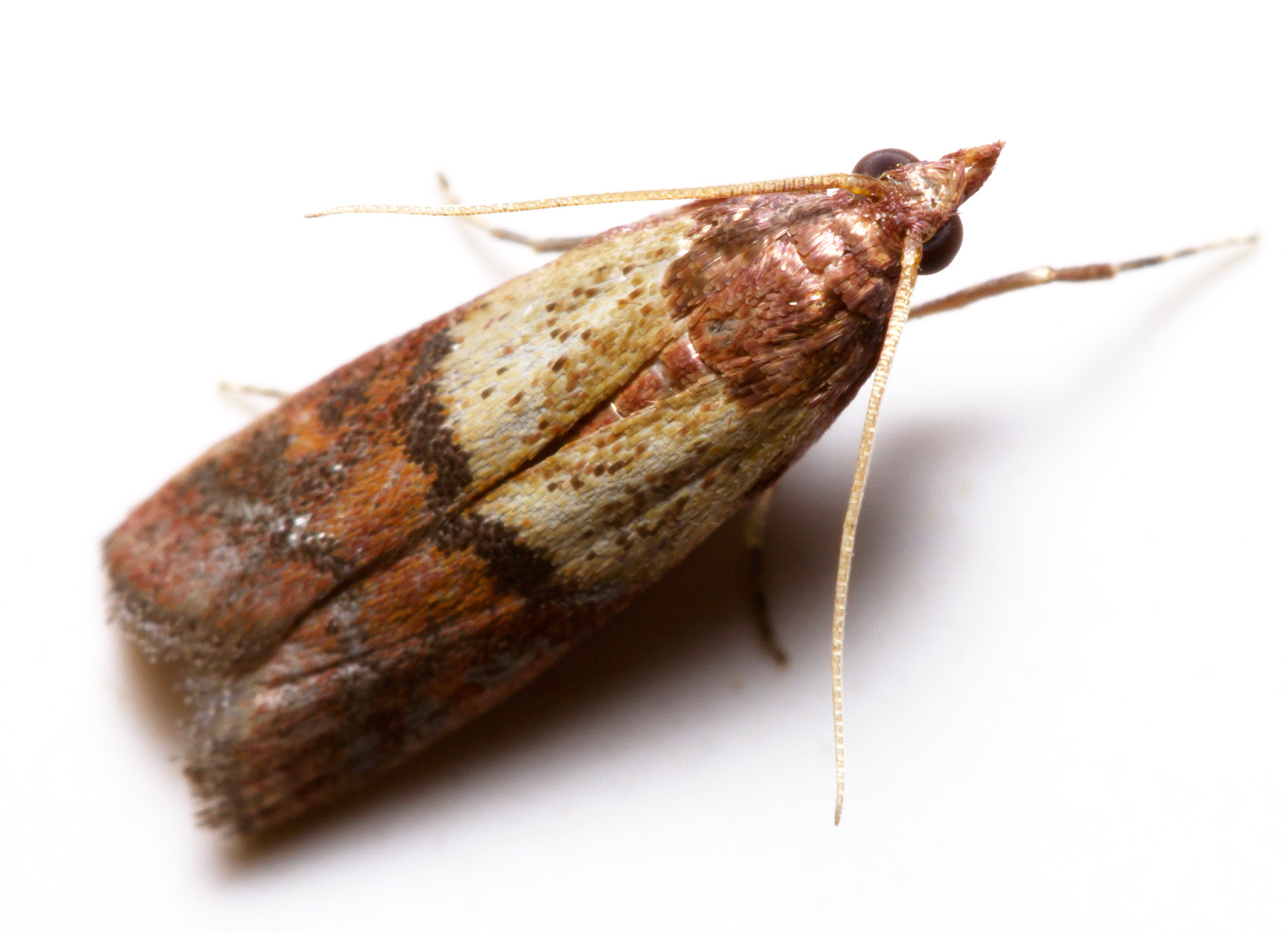 Обработка от блох в квартире. Дезинсекция от моли. Дезинсекция от моли. Дезинфекция помещений. Обработка от моли.