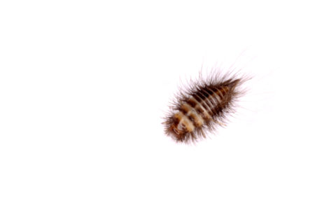 Obrázek larvy rušníka diviznového